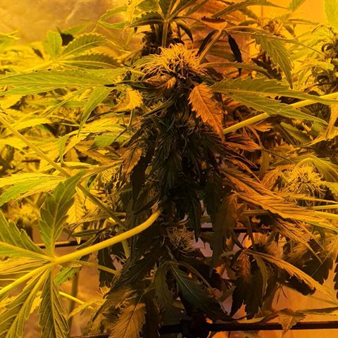 Pineapple growlog timeline photo