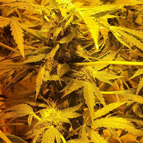 Pineapple growlog timeline photo