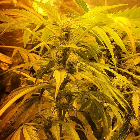 Pineapple growlog timeline photo
