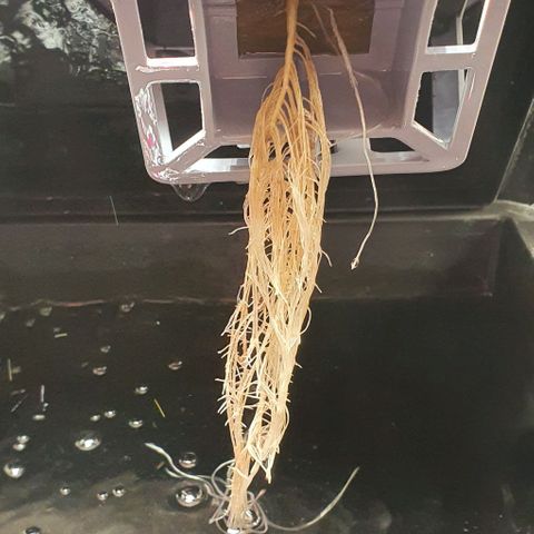 Auto Pineapple Candy growlog timeline photo