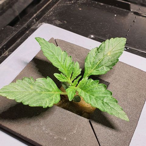 Auto Purple Candy growlog timeline photo