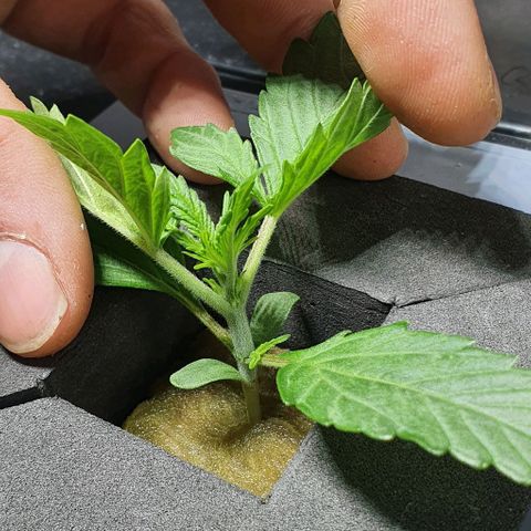Auto Pineapple Candy growlog timeline photo