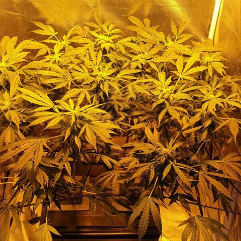Pineapple growlog timeline photo