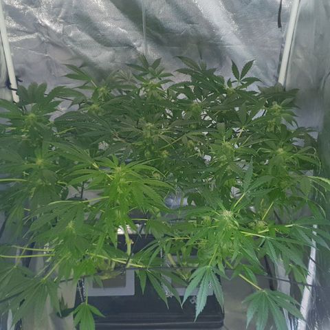 Pineapple growlog timeline photo