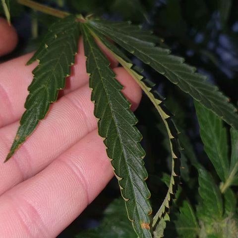 Pineapple growlog photo: - Borde de algunas hojas grandes aparecieron agarrotados