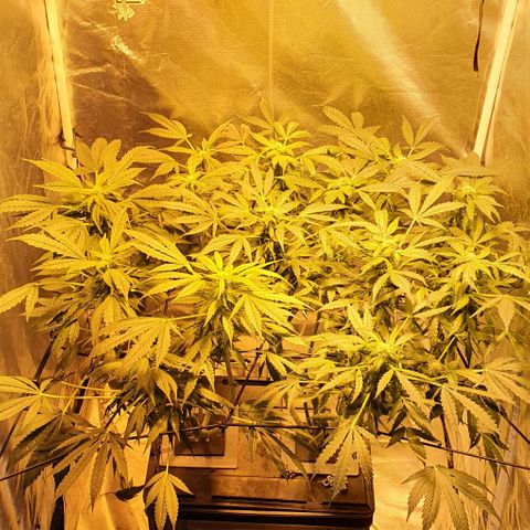 Pineapple growlog timeline photo