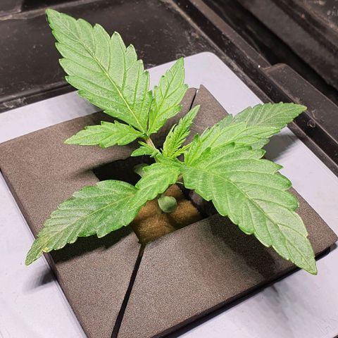 Auto Pineapple Candy growlog timeline photo