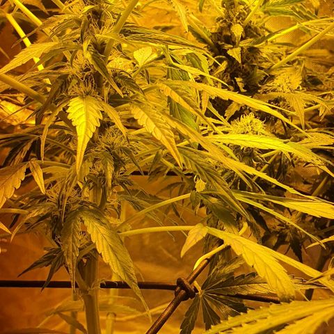Pineapple growlog timeline photo
