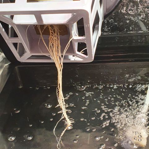 Auto Purple Candy growlog timeline photo