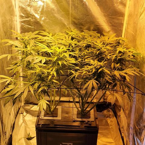 Pineapple growlog timeline photo