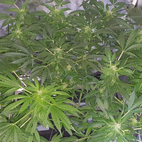 Pineapple growlog timeline photo