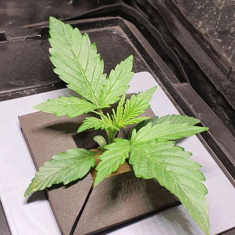 Auto Pineapple Candy growlog timeline photo