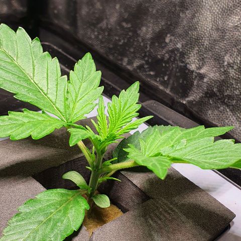 Auto Pineapple Candy growlog timeline photo