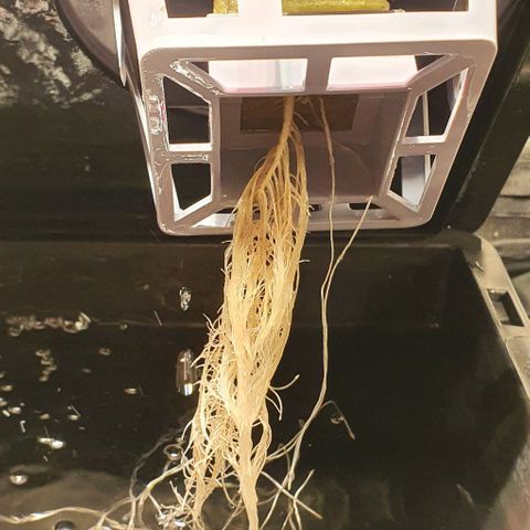 Auto Pineapple Candy growlog timeline photo