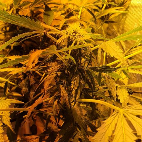 Pineapple growlog timeline photo