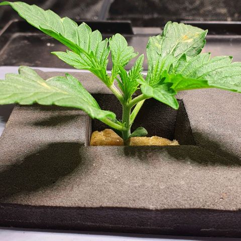 Auto Purple Candy growlog timeline photo