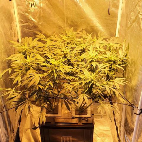 Pineapple growlog timeline photo