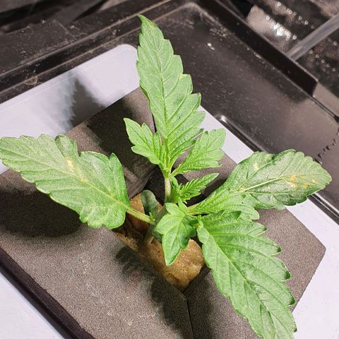 Auto Purple Candy growlog timeline photo