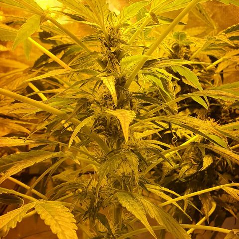 Pineapple growlog timeline photo