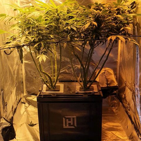 Pineapple growlog timeline photo