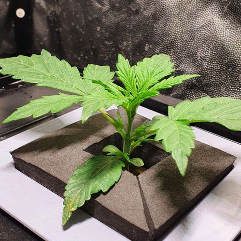 Auto Pineapple Candy growlog timeline photo