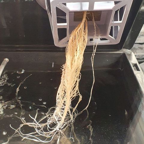 Auto Pineapple Candy growlog timeline photo