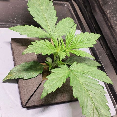 Auto Pineapple Candy growlog timeline photo