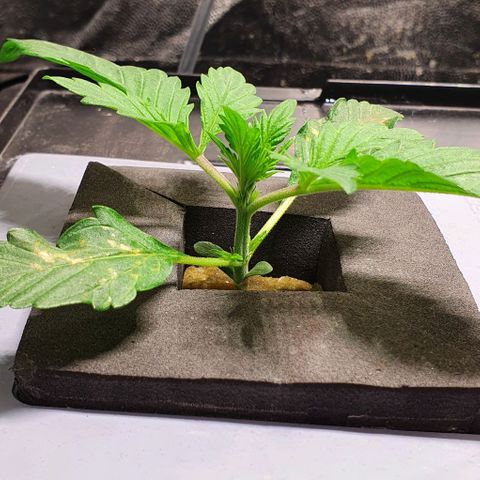 Auto Purple Candy growlog timeline photo
