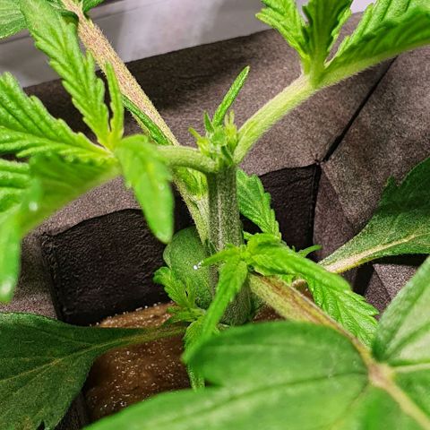 Auto Pineapple Candy growlog timeline photo