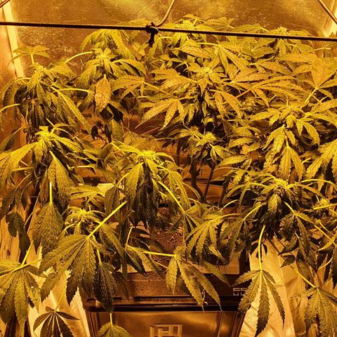 Pineapple growlog photo: - Despues de cambiar la solucion la planta empieza a decaerse