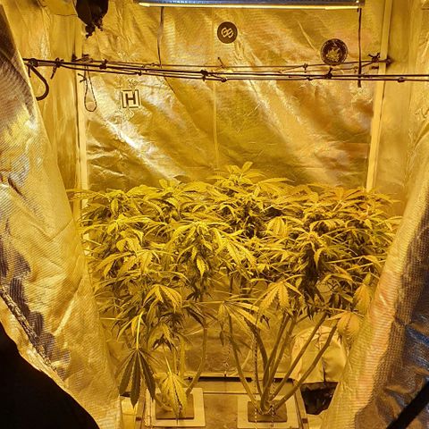 Pineapple growlog photo: - Despues de darles un rato de descanso parecen haberse recuperado.
- Las hojas dejan de estar caidas
- Agrego Micorrizas de forma foliar.