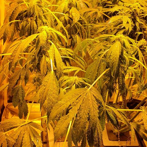 Pineapple growlog photo: - Despues de cambiar la solucion la planta empieza a decaerse