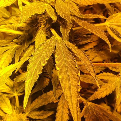 Pineapple growlog timeline photo