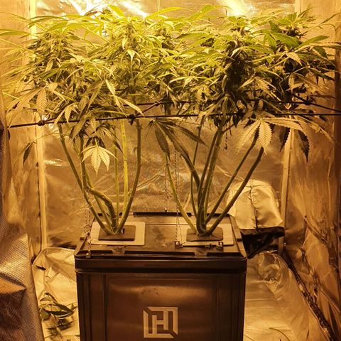 Pineapple growlog timeline photo