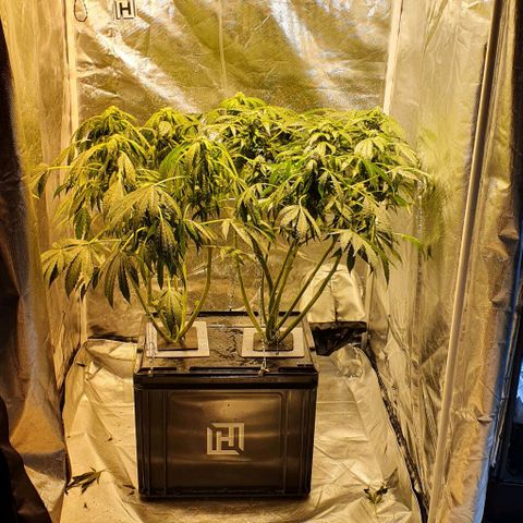 Pineapple growlog photo: - Despues de cambiar la solucion la planta empieza a decaerse