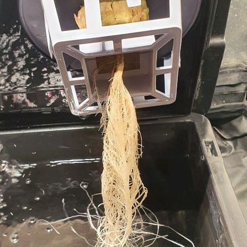 Auto Pineapple Candy growlog timeline photo