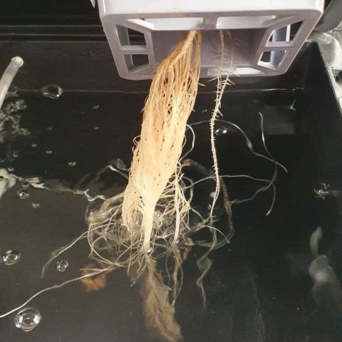 Auto Pineapple Candy growlog timeline photo