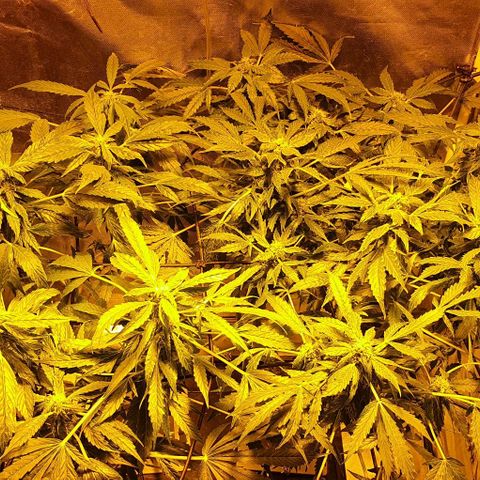 Pineapple growlog timeline photo