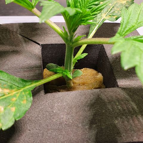 Auto Purple Candy growlog timeline photo