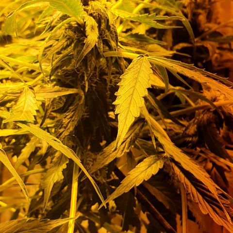 Pineapple growlog timeline photo
