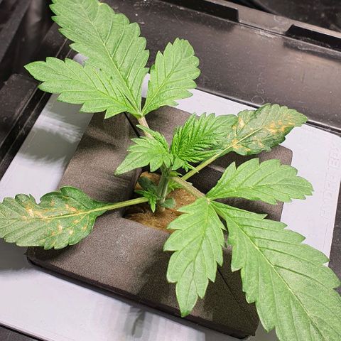 Auto Purple Candy growlog timeline photo
