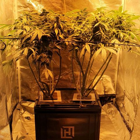 Pineapple growlog timeline photo