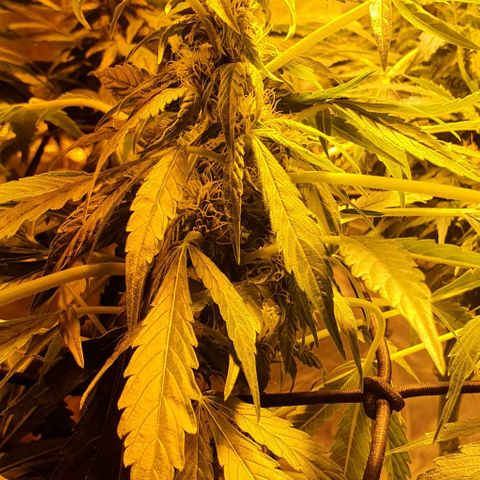 Pineapple growlog timeline photo
