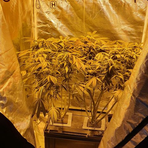 Pineapple growlog photo: - Despues de darles un rato de descanso parecen haberse recuperado.
- Las hojas dejan de estar caidas
- Agrego Micorrizas de forma foliar.
