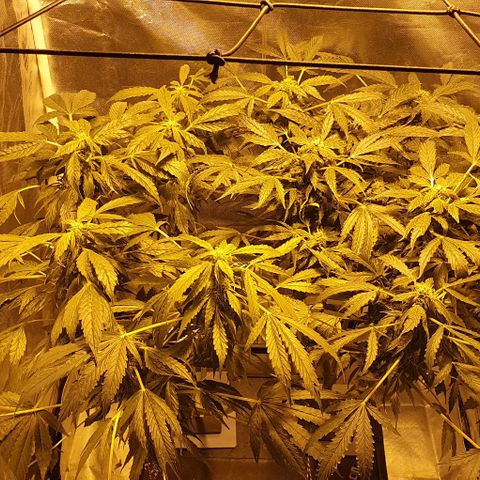 Pineapple growlog photo: - Despues de darles un rato de descanso parecen haberse recuperado.
- Las hojas dejan de estar caidas
- Agrego Micorrizas de forma foliar.