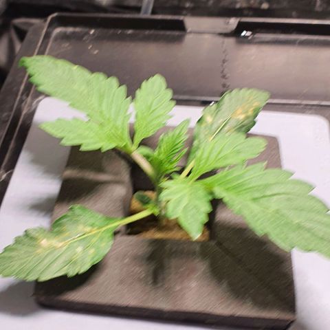 Auto Purple Candy growlog timeline photo