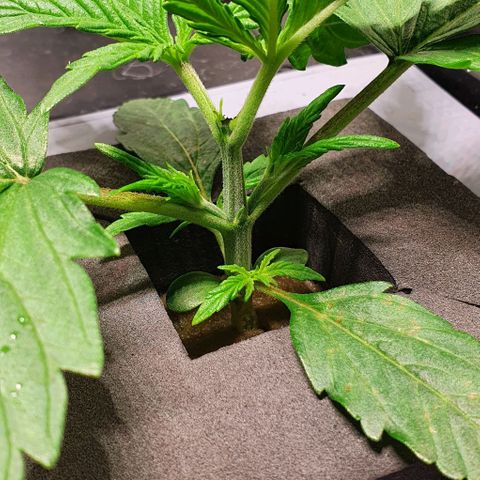 Auto Pineapple Candy growlog timeline photo