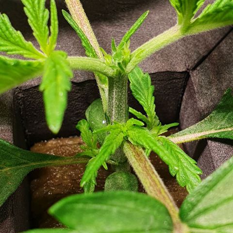 Auto Pineapple Candy growlog timeline photo