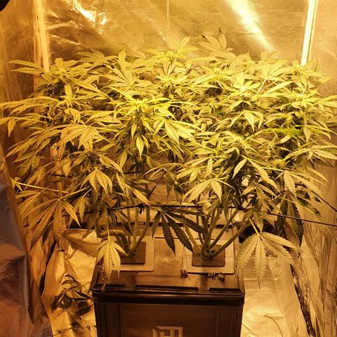 Pineapple growlog timeline photo