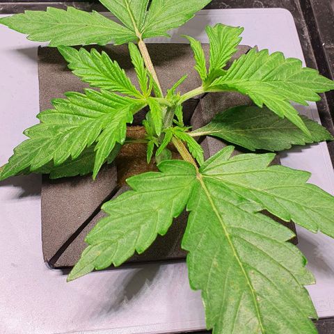 Auto Pineapple Candy growlog timeline photo